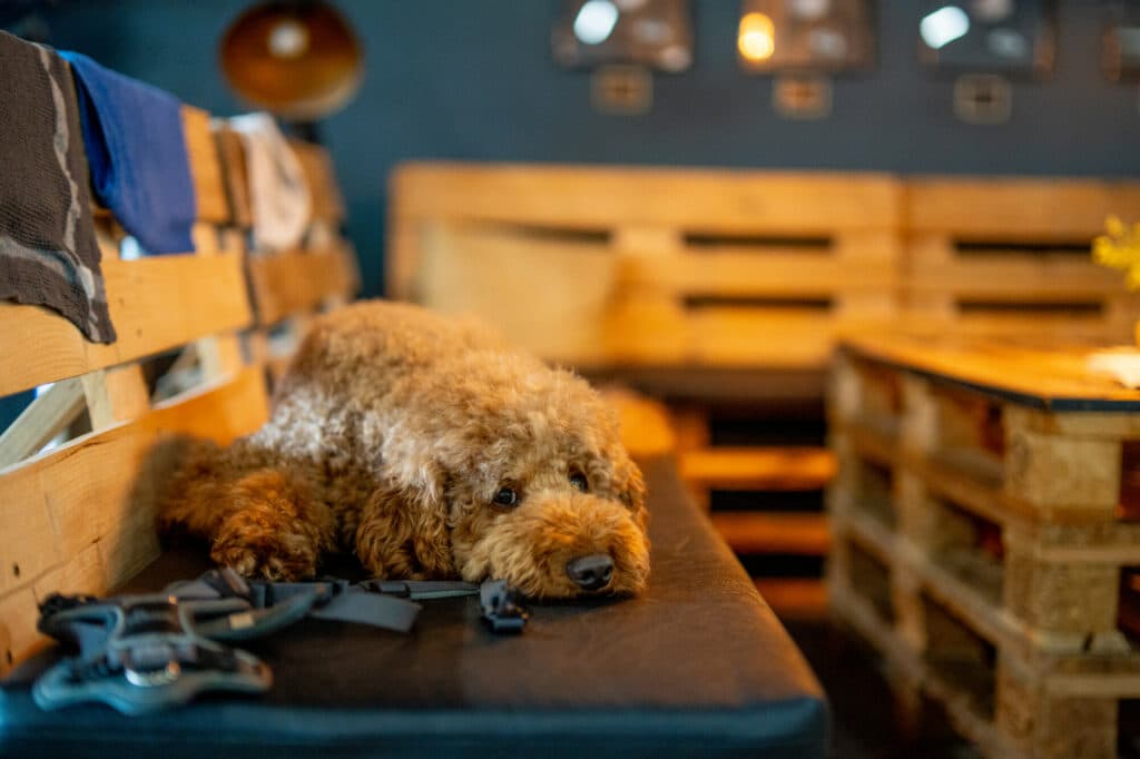 Ein brauner, lockiger Hund liegt auf einer schwarzen Sitzfläche, die von einer Wand aus Holzpaletten umgeben ist.