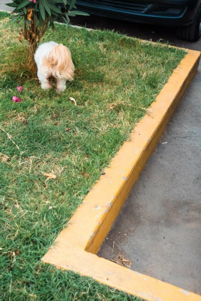 Ein kleiner, weißer, langhaariger Hund steht auf einer kleinen Rasenfläche neben einer gelben Bordsteinkante und einem asphaltierten Weg.