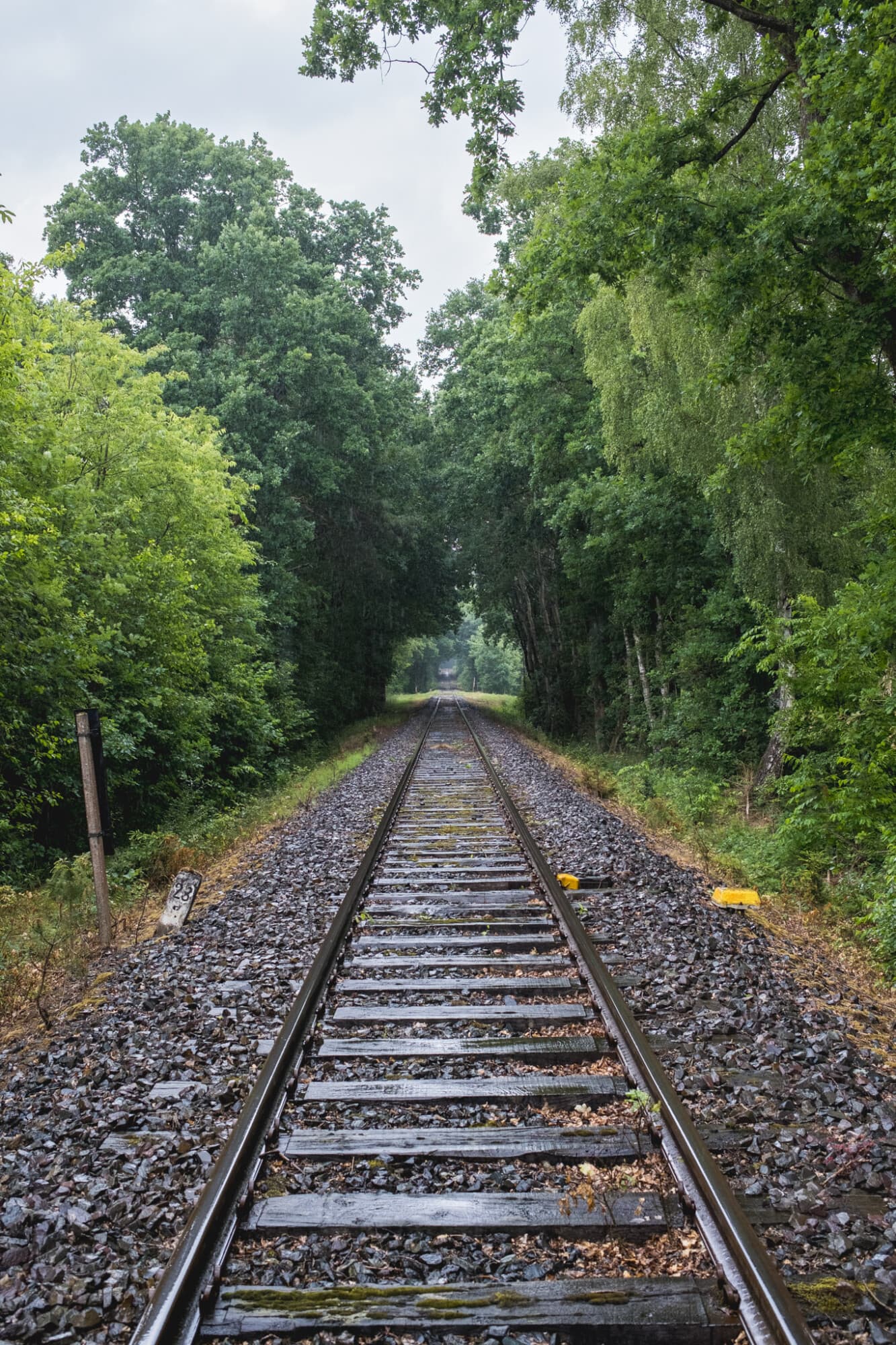 Gerade verlaufende Eisenbahngleise auf einem Schotterbett führen mittig durch einen dichten, grünen Wald.