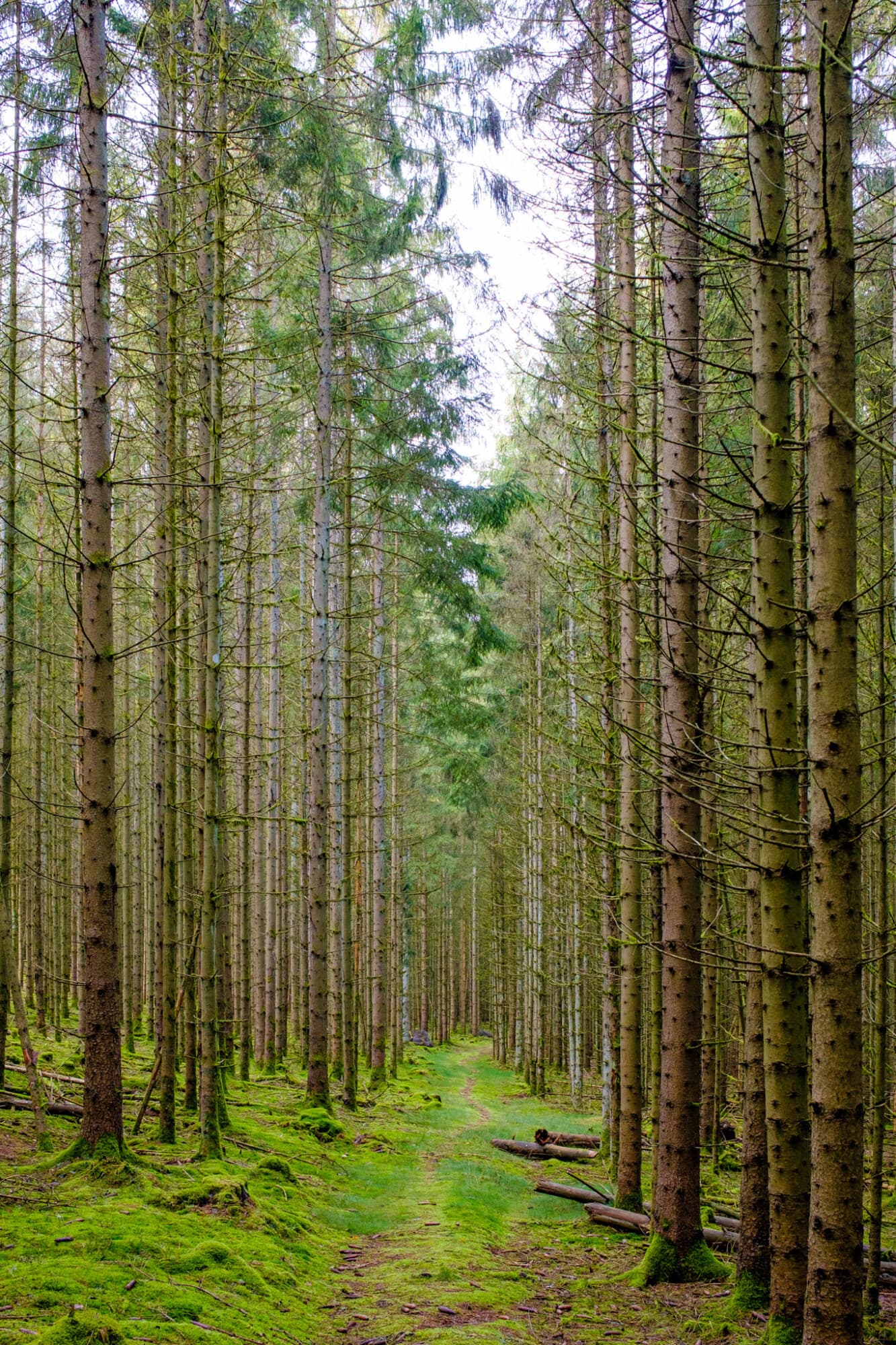 Ein schmaler, moosbewachsener Waldweg verläuft mittig zwischen hohen, geraden Nadelbäumen in die Tiefe des Waldes.