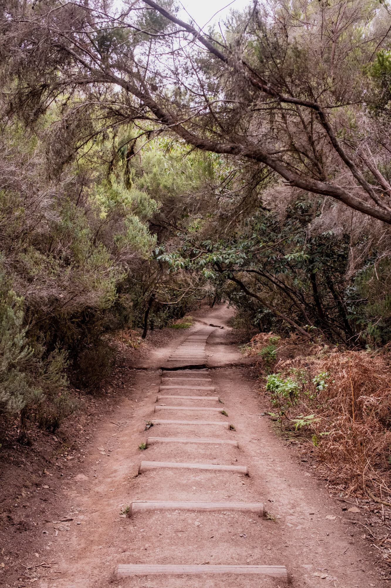 Ein schmaler, erdiger Wanderweg führt durch einen dichten Wald und ist mit hölzernen Stufen befestigt, während sich die Äste der Bäume wie ein Dach über den Weg wölben.