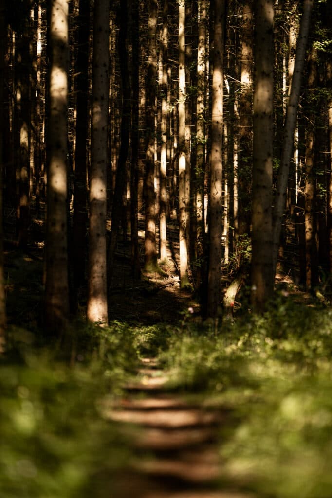 Ein schmaler Waldweg führt in die Tiefe eines Nadelwaldes, wobei die Baumstämme von seitlichem Sonnenlicht hell beleuchtet werden.