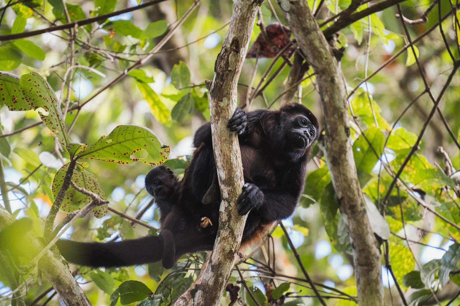 costa rica fotografie 115