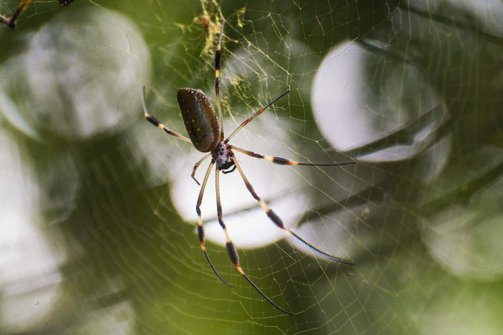 costa rica fotografie 118