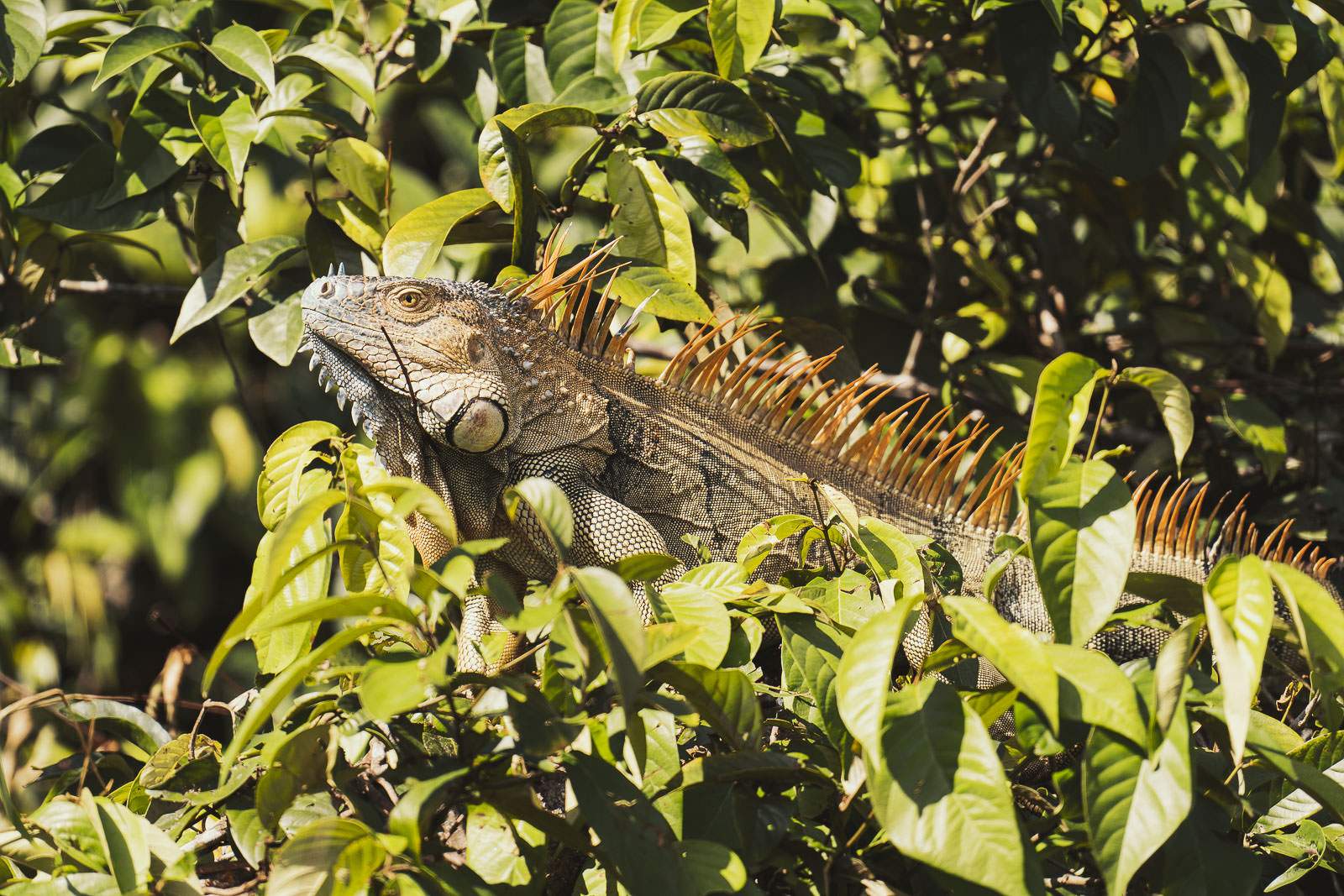 costa rica fotografie 13