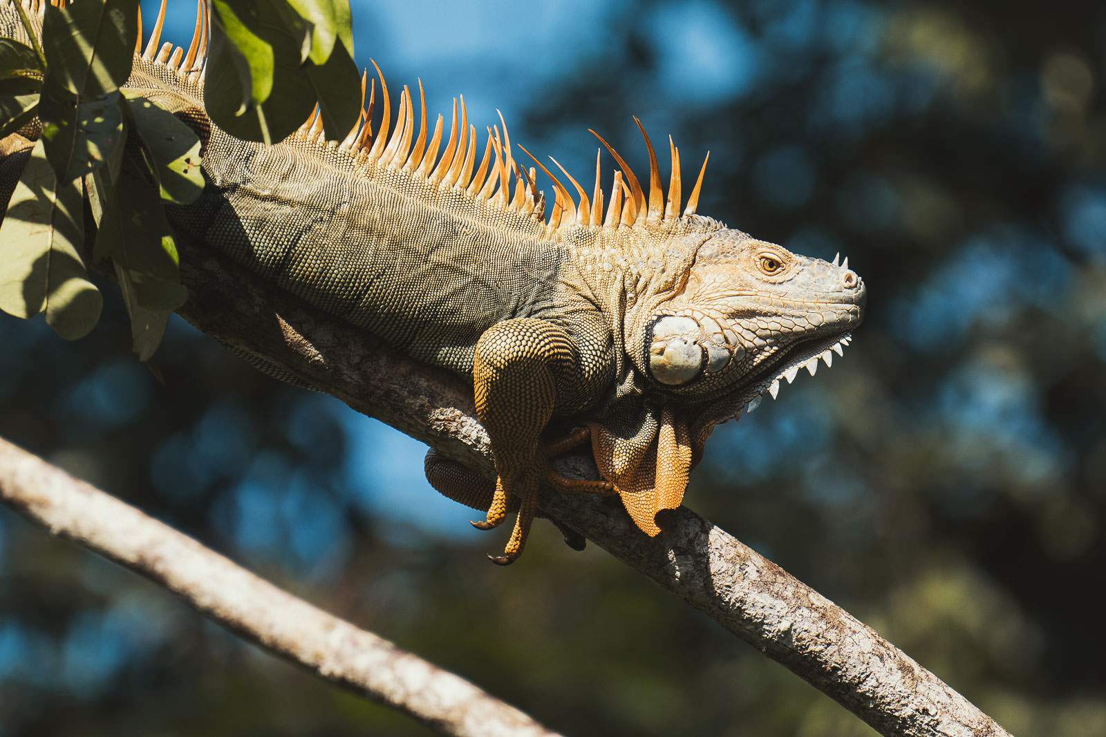 costa rica fotografie 14