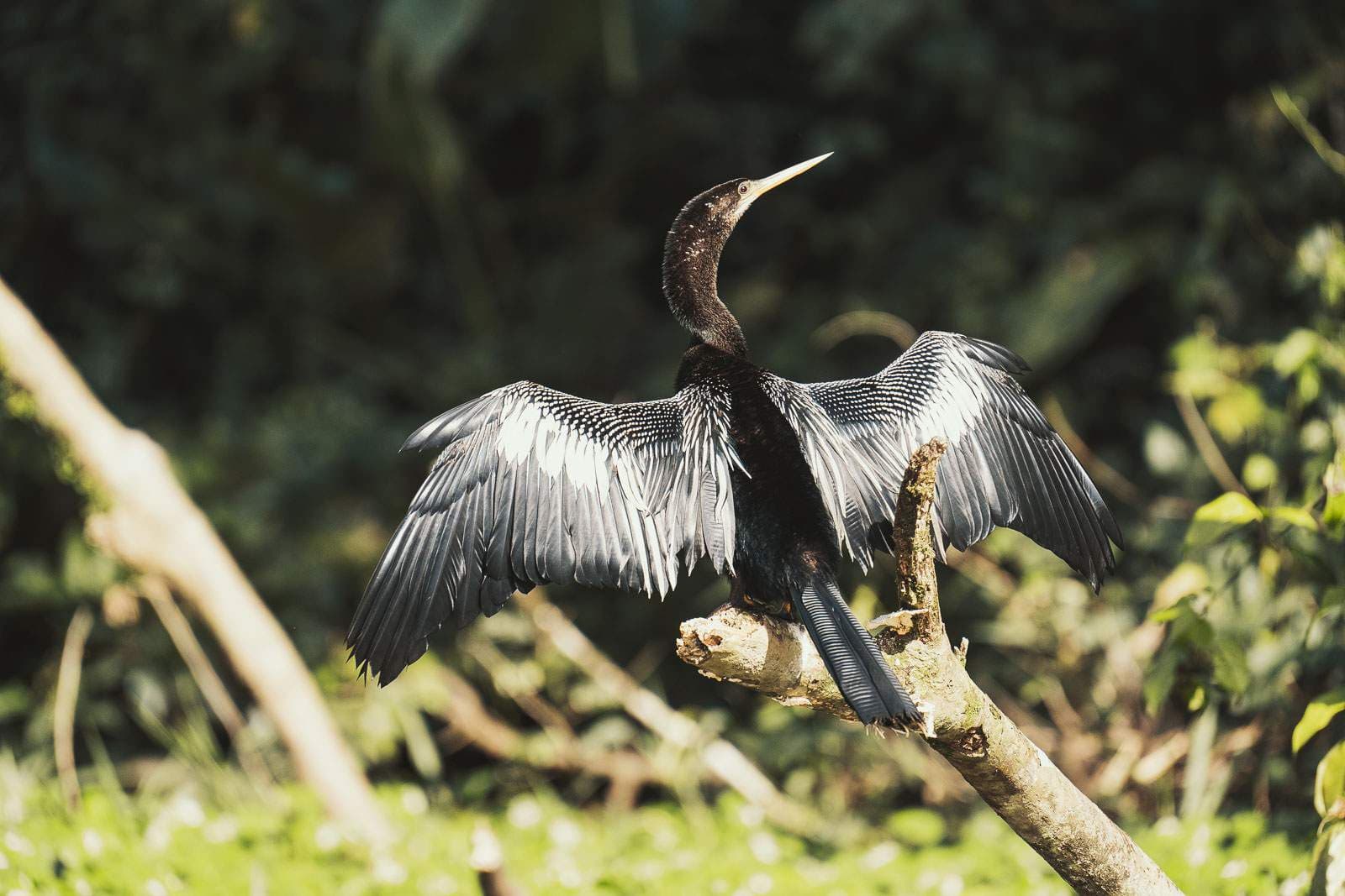 costa rica fotografie 15