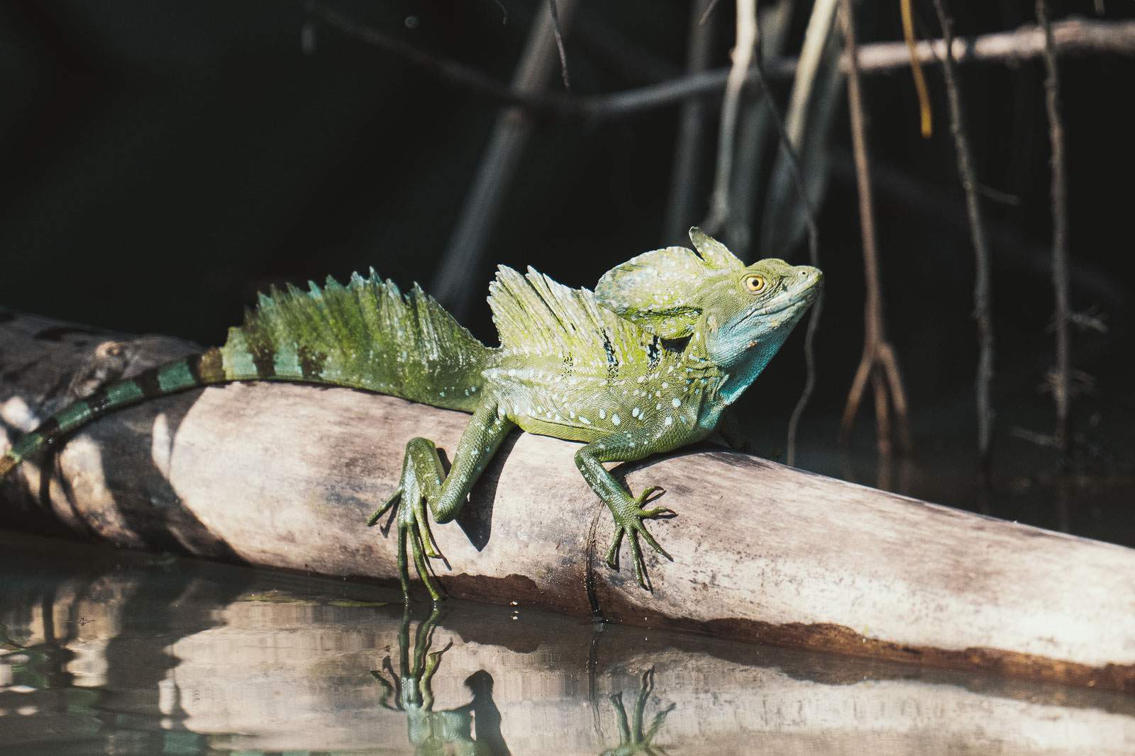 costa rica fotografie 16