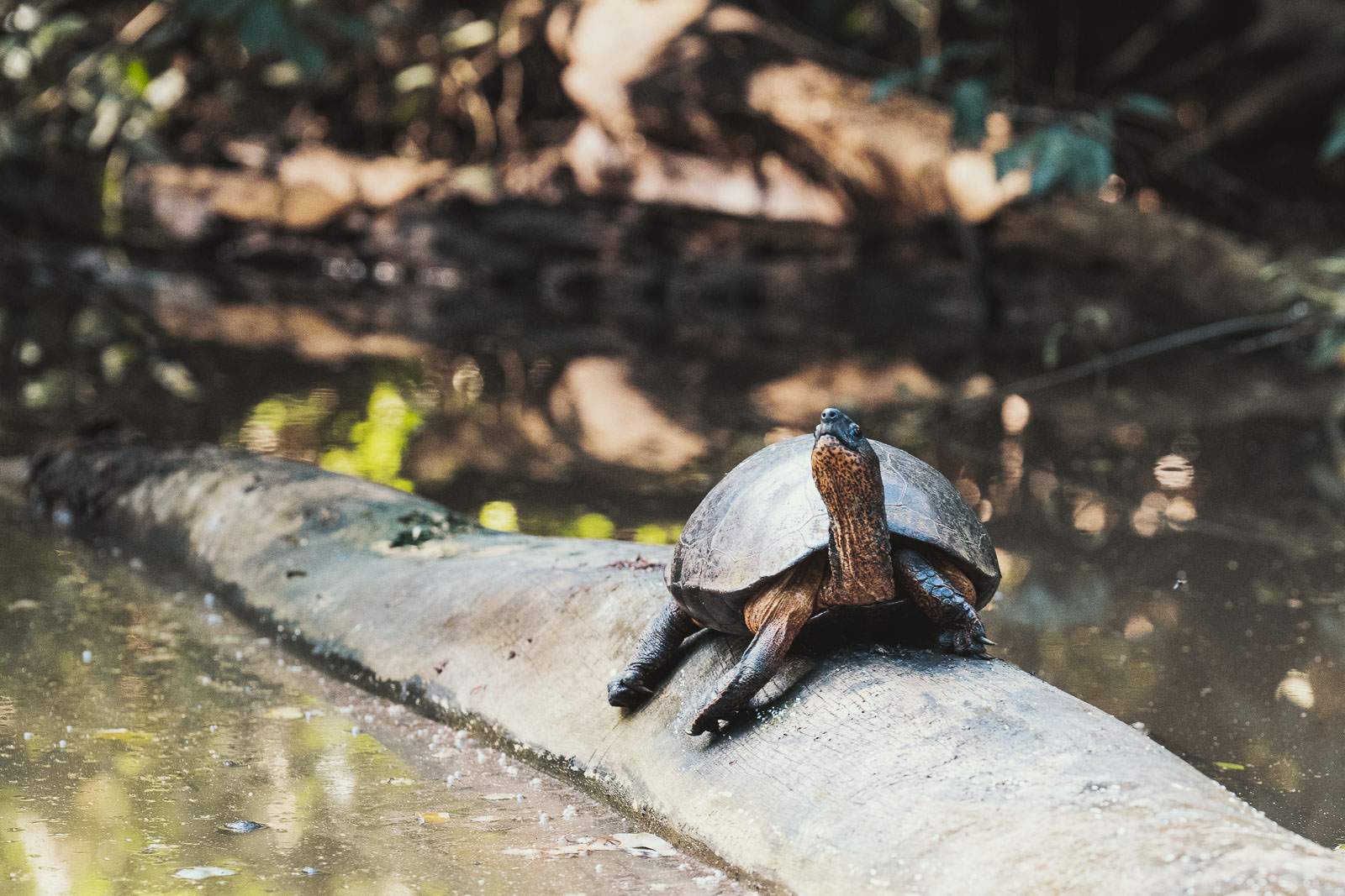 costa rica fotografie 21