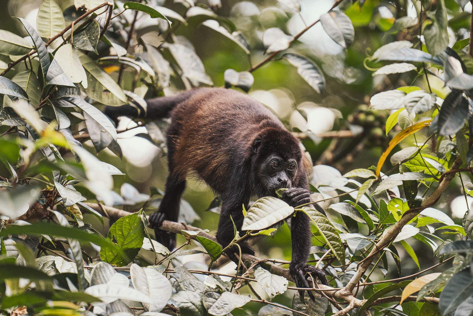 costa rica fotografie 23