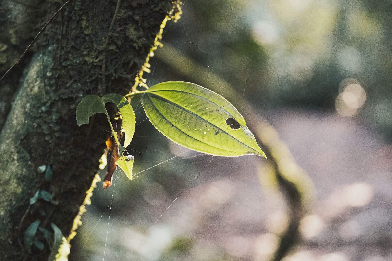 costa rica fotografie 4