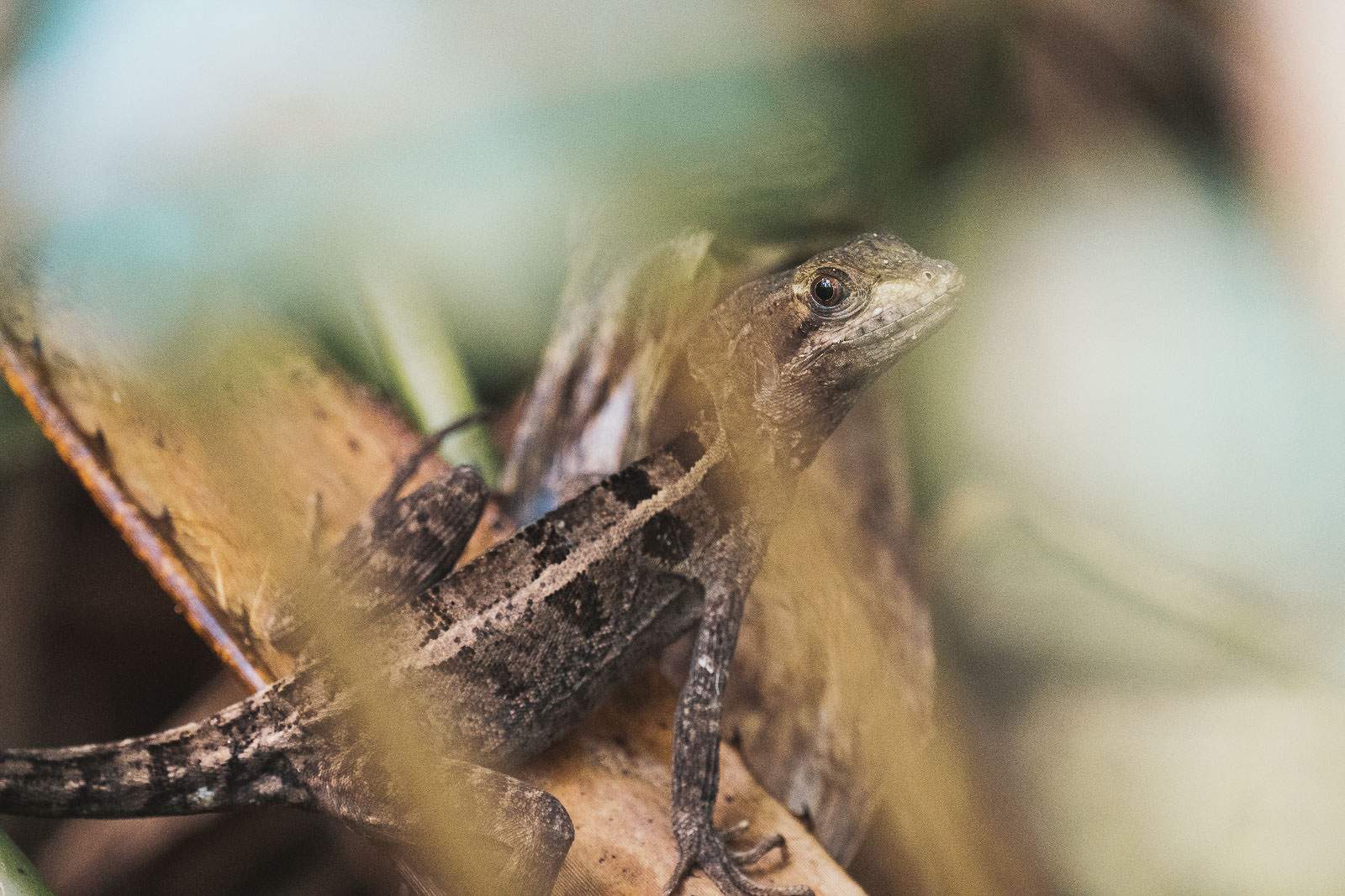 costa rica fotografie 7