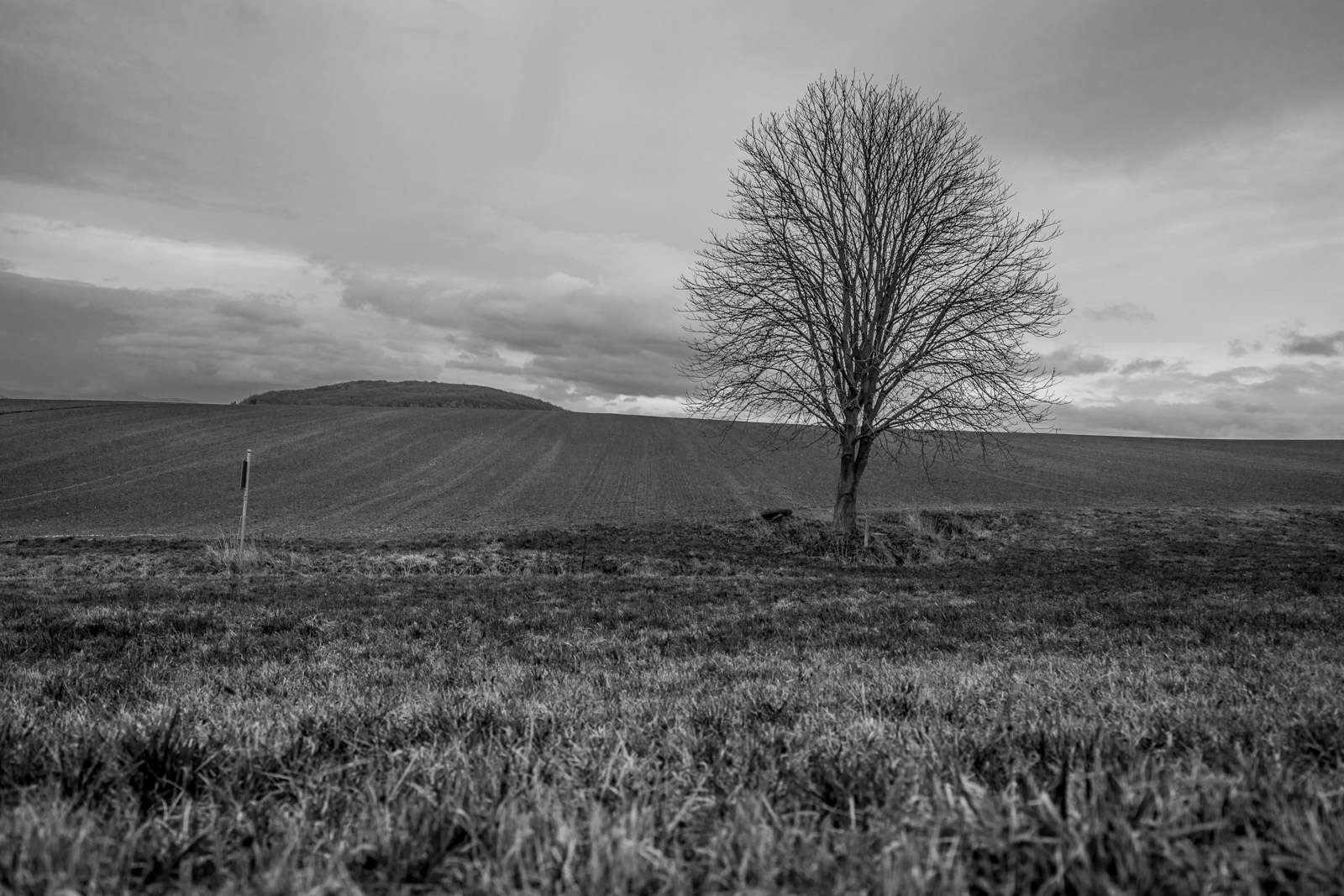Baum