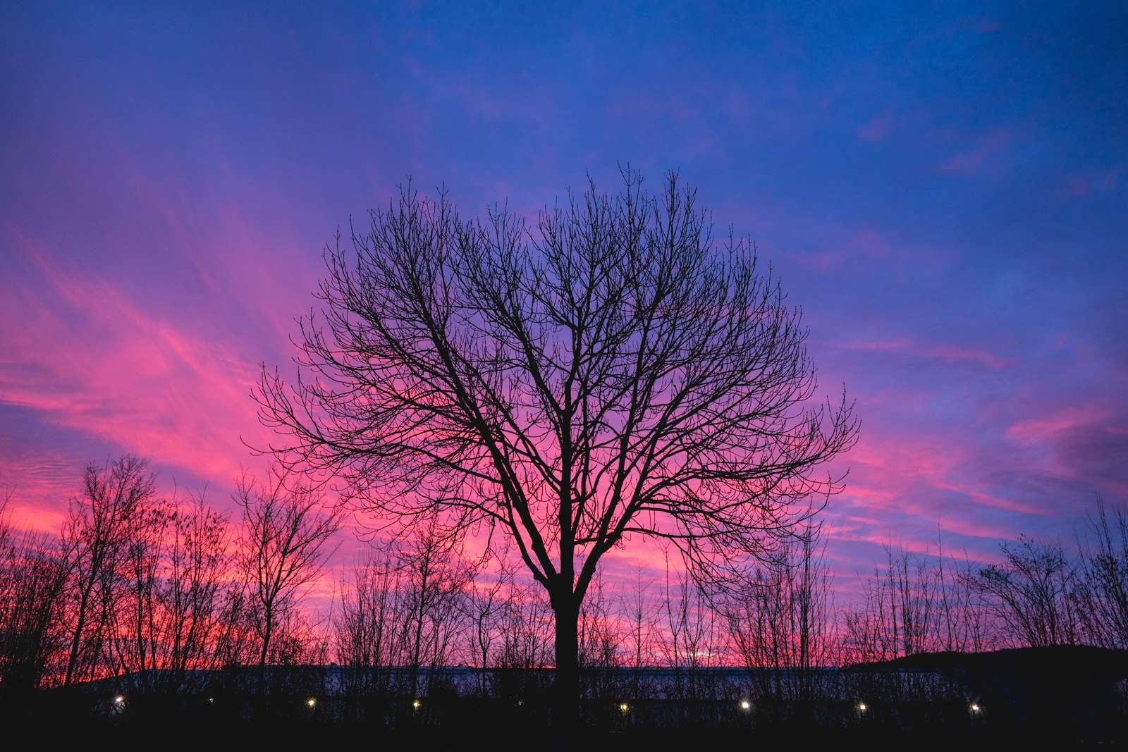 Baum bei Sonnenaufgang
