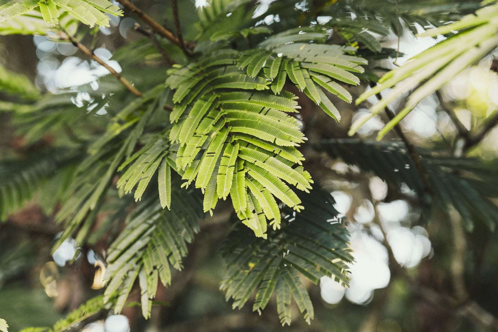 Sony A7IV Test 001