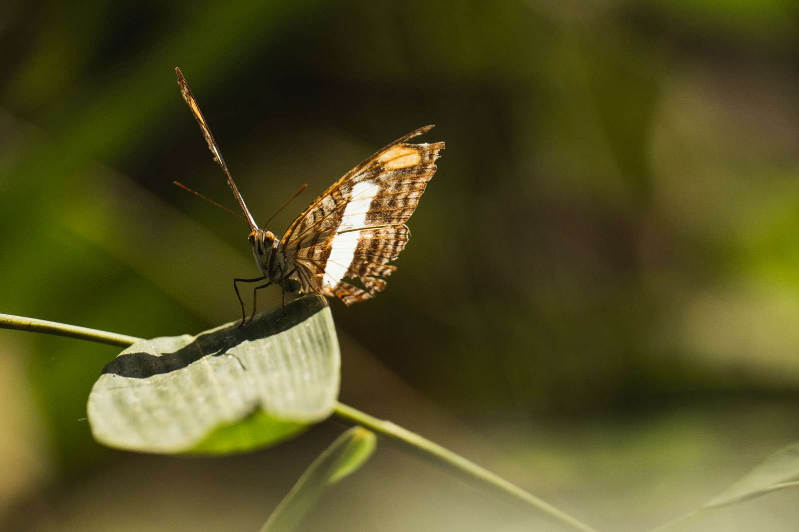 Sony A7IV Test 037