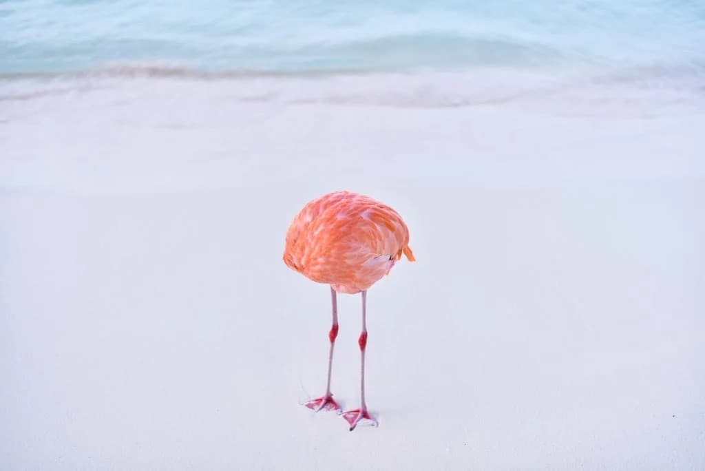 Echtes Flamingo-Foto „FLAMINGONE“ von Miles Astray