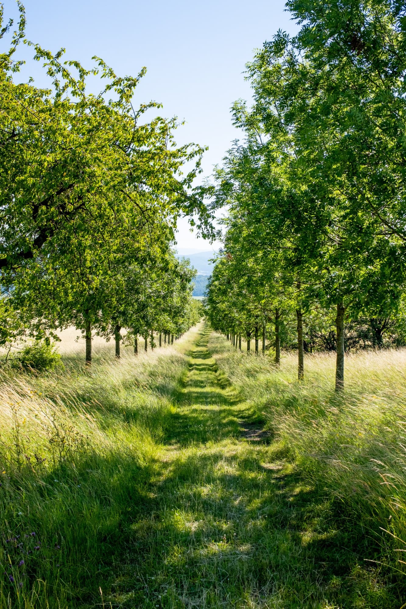 Linien in der Landschaft, Beispiel aus dem Fotowalk