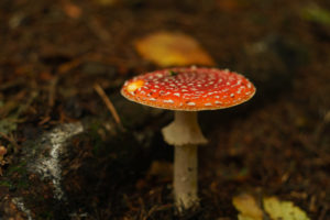 tamron 28 200 test bildber stefanfranke fotografie 031