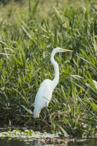 Sony 70 200 GMII SELTC20 Test Erfahrungen DSC02978