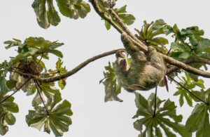 Sony 70 200 GMII SELTC20 Test Erfahrungen DSC03602