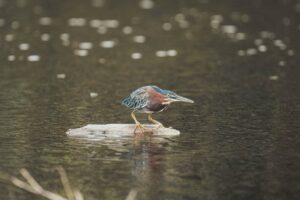 sony 70 200 gm ii 2x telekonverter DSC04733