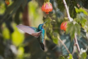 stefan franke fotografie sony 70 200 gmii test 13