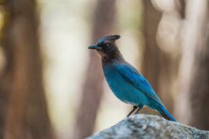 stefan franke fotografie sony 70 200 gmii test 22