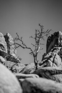 stefan franke fotografie sony 70 200 gmii test 24