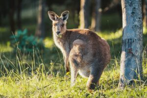 stefan franke fotografie sony 70 200 gmii test 27