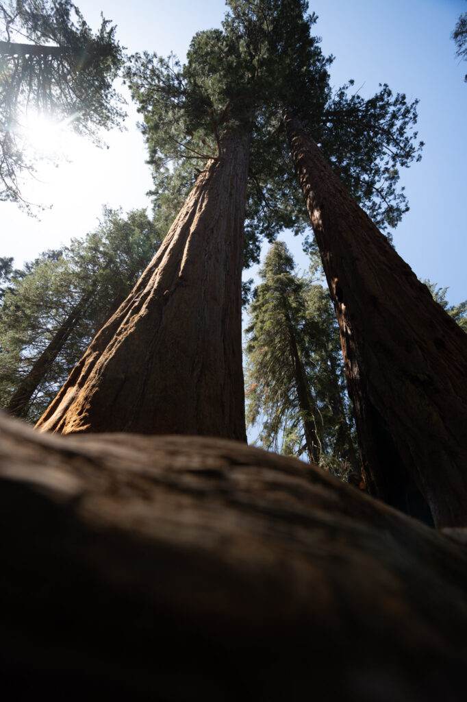 ki in der fotografie sequoia vorher