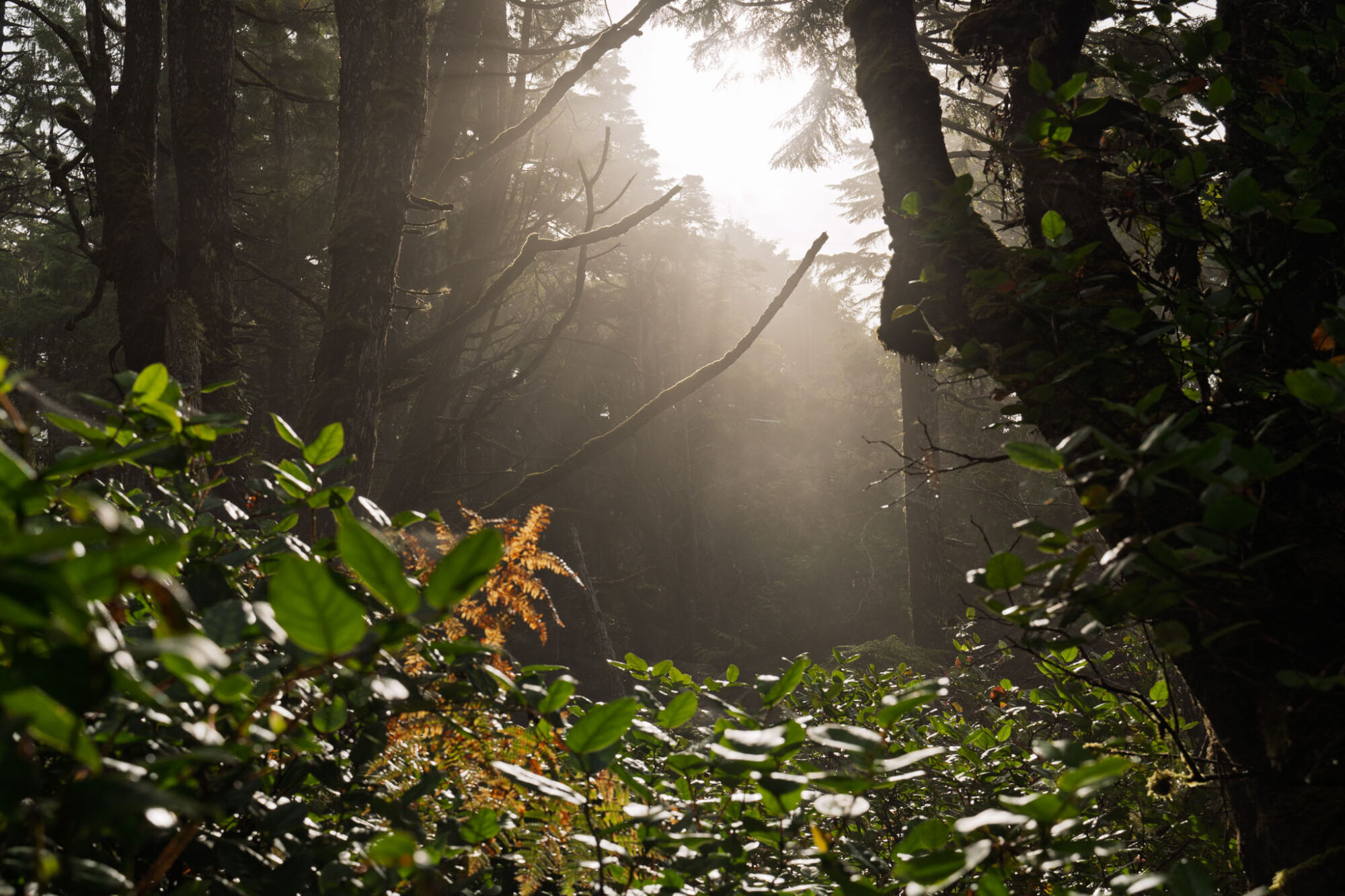 Sony 20-70mm f/4 G im Test: Das ultimative Reisezoom? 16 031 Sony 20 70 Test StefanFranke Fotografie